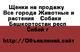 Щенки на продажу - Все города Животные и растения » Собаки   . Башкортостан респ.,Сибай г.